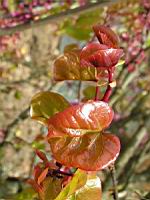 Arbre de Judee, Cercis siliquastrum (fam Caesalpiniacees) (Europe meridionale) (Photo F. Mrugala) (6)